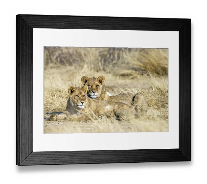 Framed Print : African lion, (Panthera leo) Two female lions rest