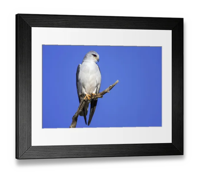 Framed Print : Gliding tar sitting room (Elanus caeruleus)