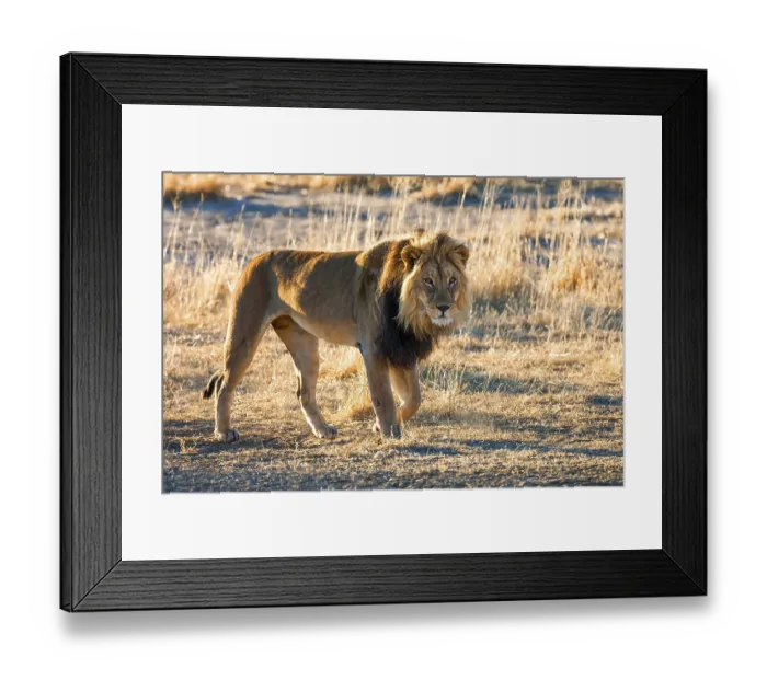 Framed Print : African lion, (Panthera leo), male lion Framed Print : African lion, (Panthera leo), male lion