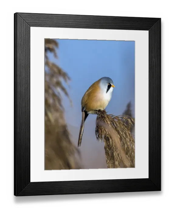 Framed Print : Bearded tit sitting on reed stalk Framed Print : Bearded tit sitting on reed stalk