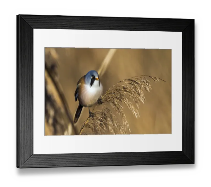 Framed Print : Bearded tit sitting on reed stalk