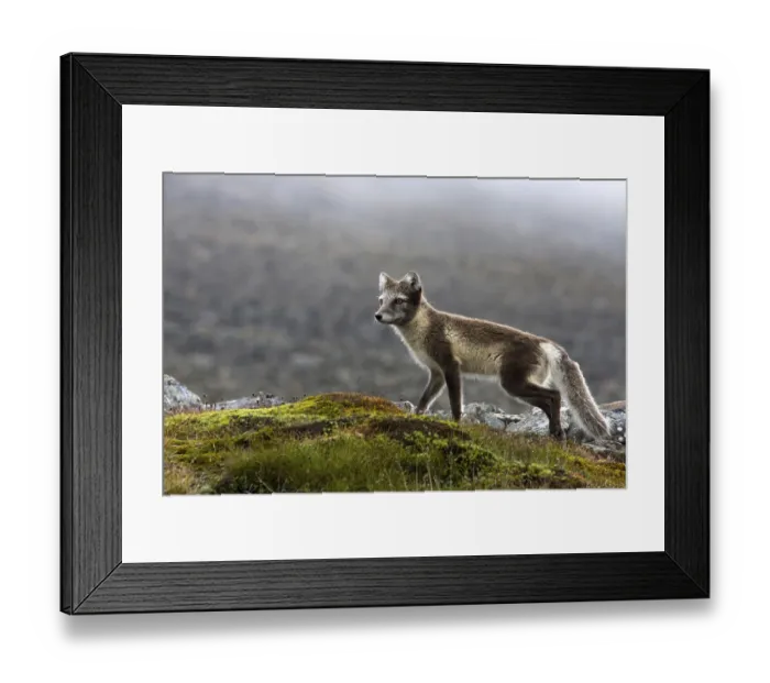Framed Print : Ice fox in summer hair, arctic fox