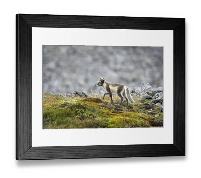 Framed Print : Ice fox, arctic fox, (Alopex lagopus) Framed Print : Ice fox, arctic fox, (Alopex lagopus)