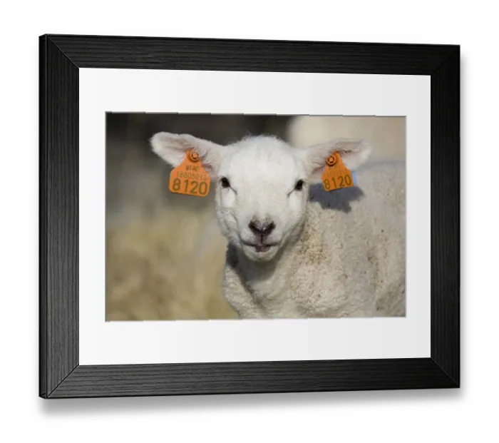 Framed Print : Sheep, domestic sheep, domesticated mouflon Framed Print : Sheep, domestic sheep, domesticated mouflon