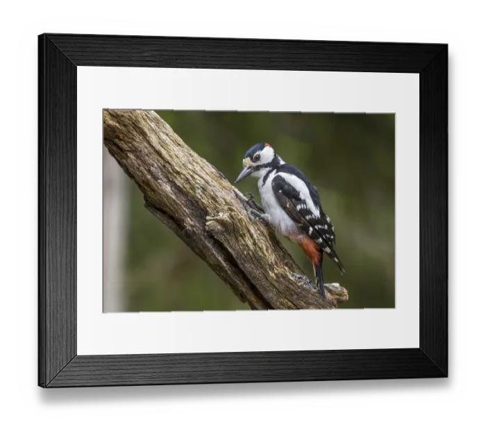 Framed Print : Great Spotted Woodpecker (Dendrocopos major)