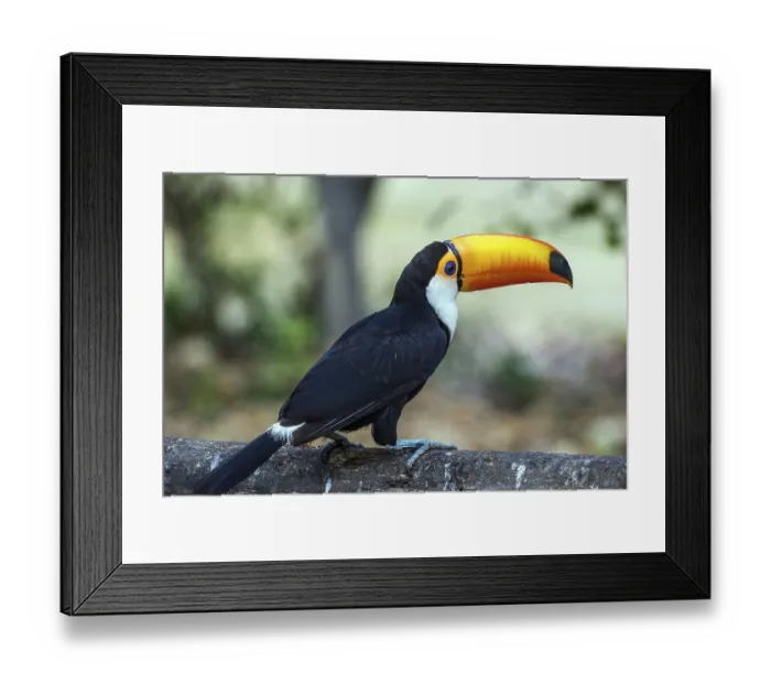 Framed Print : Giant toucan (Ramphastos toco)