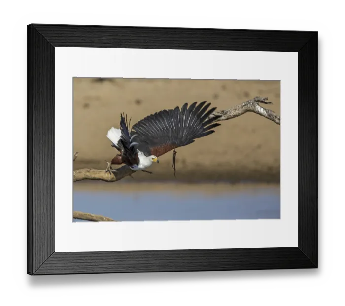 Framed Print : Black eagle hunting, prey, fish Framed Print : Black eagle hunting, prey, fish