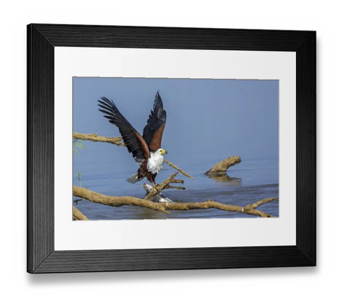 Framed Print : Black eagle hunting, prey, fish