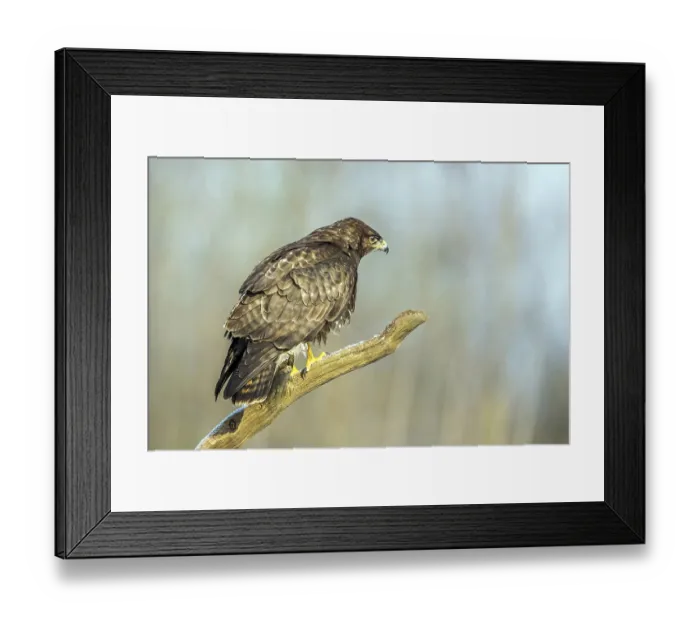 Framed Print : Common buzzard sitting room, (Buteo buteo)