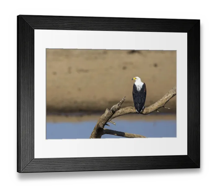 Framed Print : Black eagle (Haliaeetus vocifer), Zambia Framed Print : Black eagle (Haliaeetus vocifer), Zambia