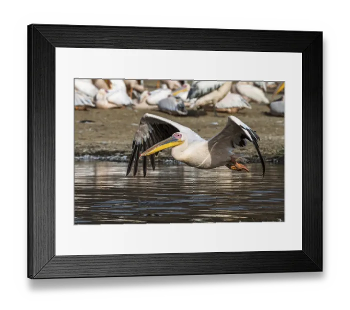 Framed Print : Great white pelicans (Pelecanus onocrotalus)