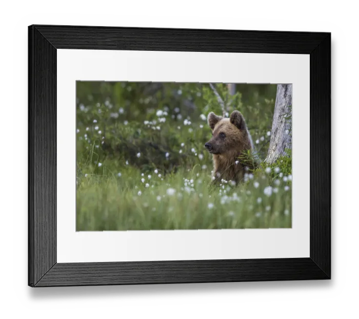 Framed Print : European brown bear (Ursus arctos)