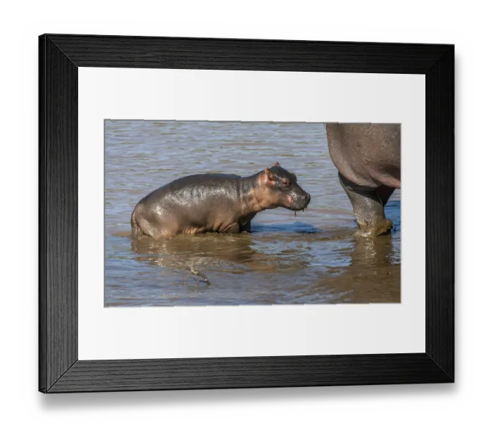 Framed Print : Hippopotamus with young, (Hippopotamus amphibius)