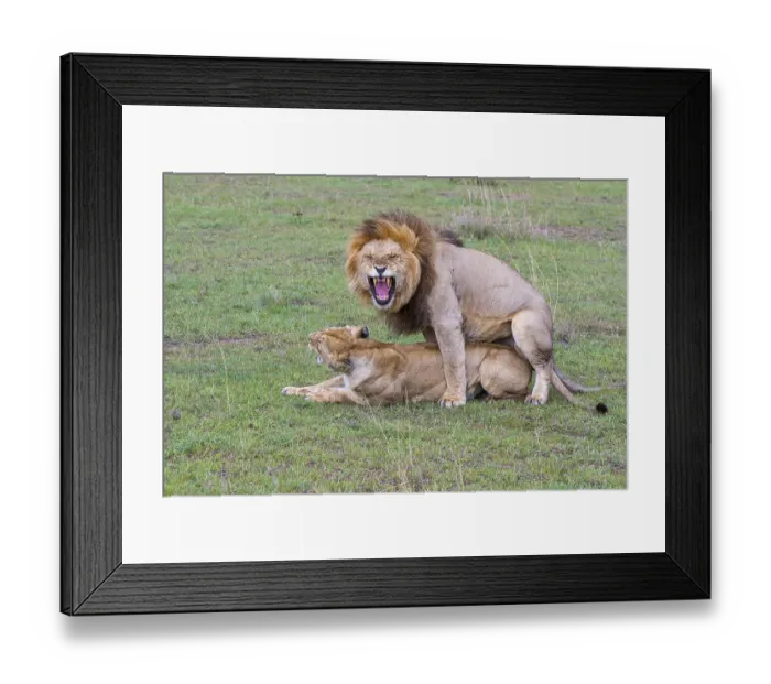 Framed Print : Lion and lioness mate, Copula, Africa Framed Print : Lion and lioness mate, Copula, Africa