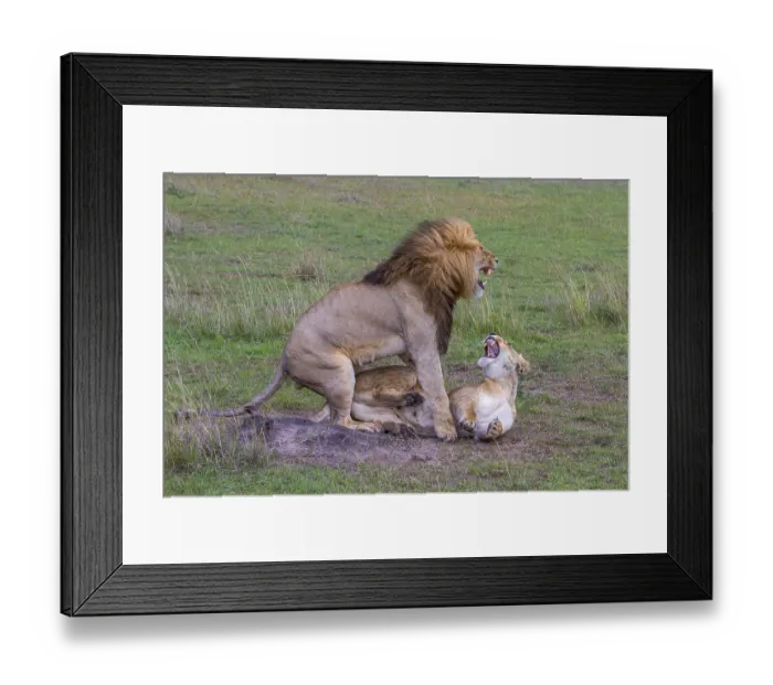 Framed Print : Lion and lioness mate, Copula, Africa Framed Print : Lion and lioness mate, Copula, Africa