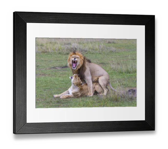Framed Print : Lion and lioness mate, Copula, Africa