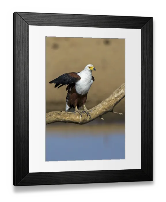 Framed Print : Black eagle (Haliaeetus vocifer), Zambia