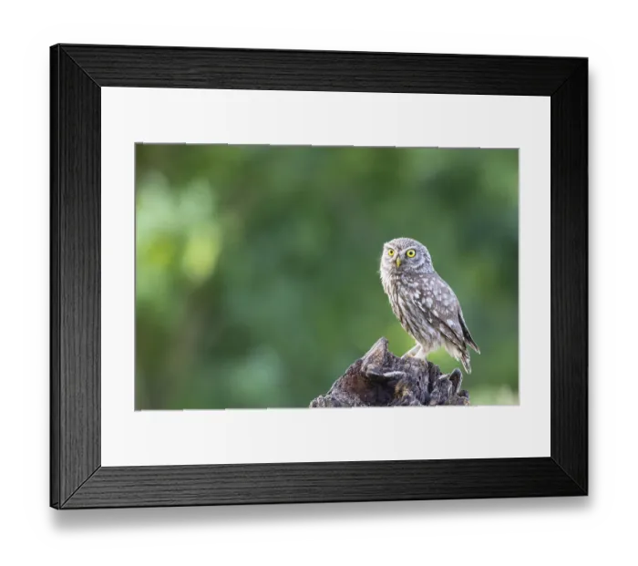 Framed Print : Bearded owl, Little Owl (Athene noctua) Hungary