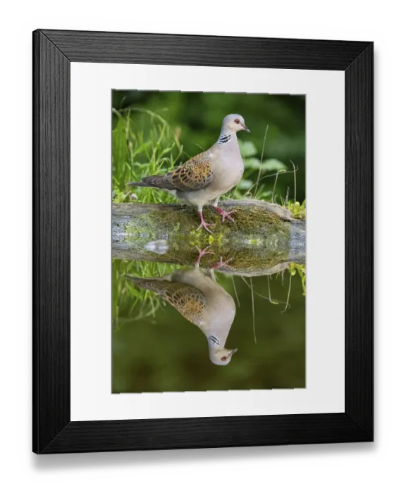 Framed Print : Turtle dove on water, Turtle Dove (Streptopelia turtur) Hungary Framed Print : Turtle dove on water, Turtle Dove (Streptopelia turtur) Hungary