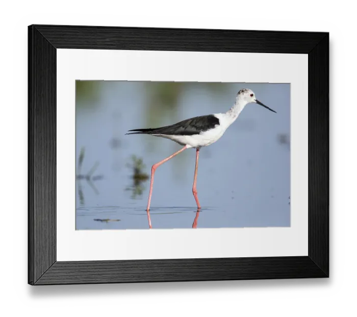 Framed Print : Stilt walkers looking for food Framed Print : Stilt walkers looking for food