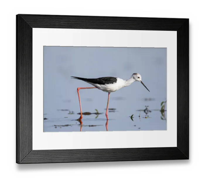 Framed Print : Stilt walkers looking for food Framed Print : Stilt walkers looking for food