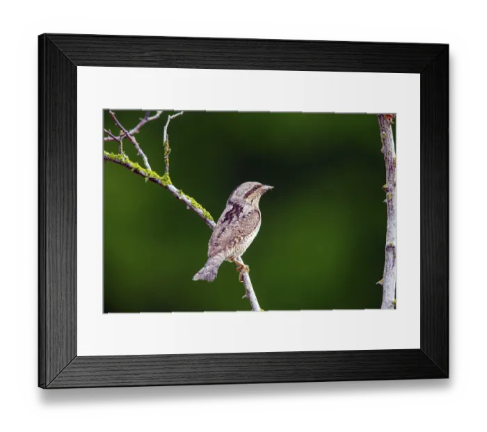 Framed Print : Wryneck, (Jynx torquilla), turning neck Framed Print : Wryneck, (Jynx torquilla), turning neck