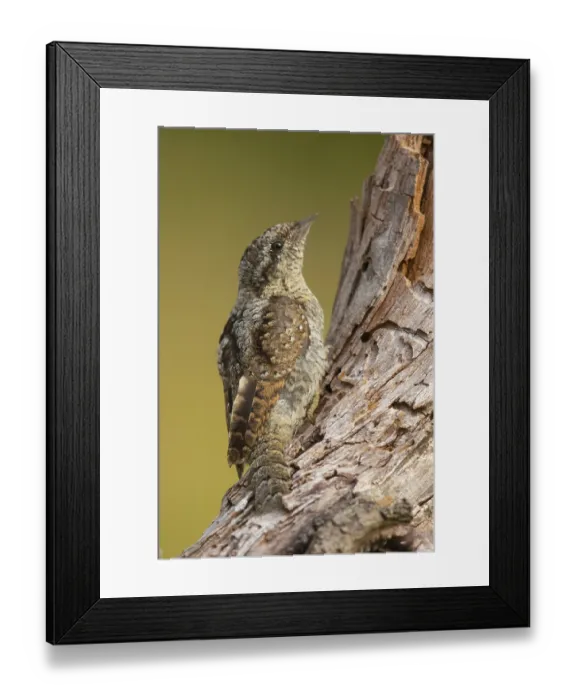 Framed Print : Wryneck, (Jynx torquilla), turning neck Framed Print : Wryneck, (Jynx torquilla), turning neck