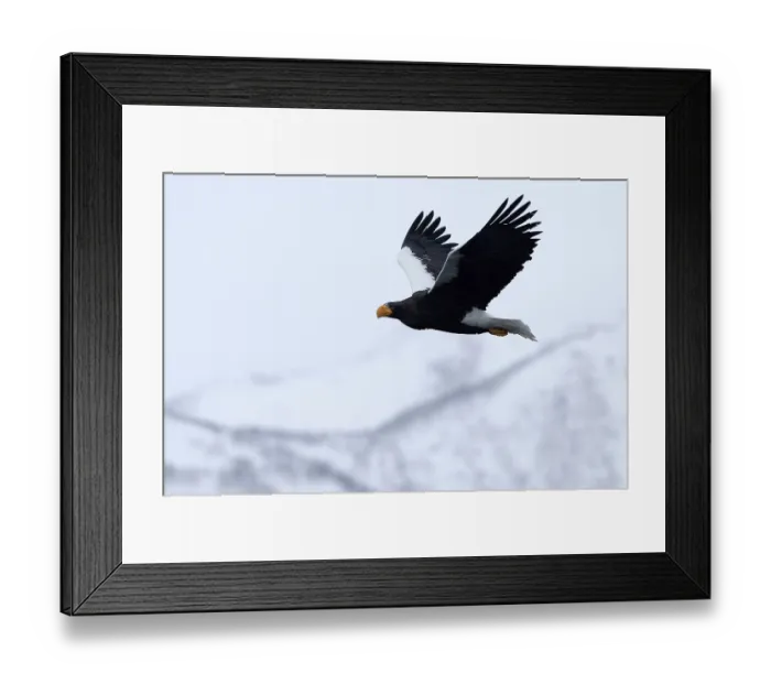 Framed Print : Steller's sea eagle (Haliaeetus pelagicus) flying