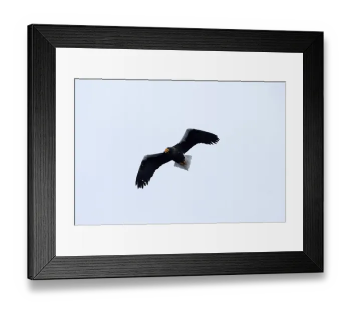 Framed Print : Steller's sea eagle (Haliaeetus pelagicus) flying