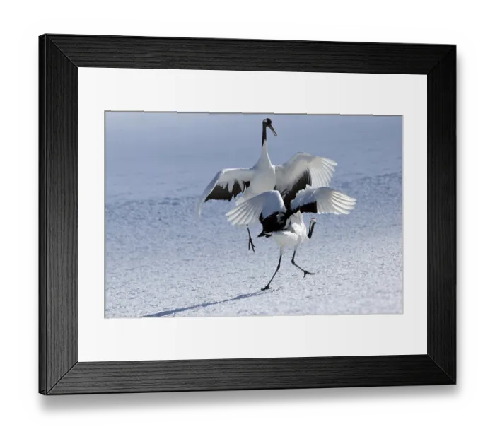 Framed Print : Japanese crane, Red-crowned crane (Grus japonensis) couple dancing