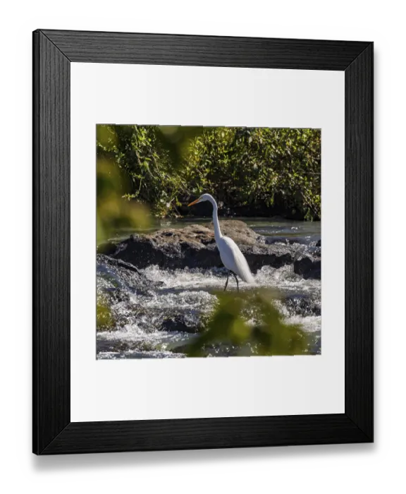Framed Print : Great Egret (Ardea alba), Cataratas del Iguazu Framed Print : Great Egret (Ardea alba), Cataratas del Iguazu