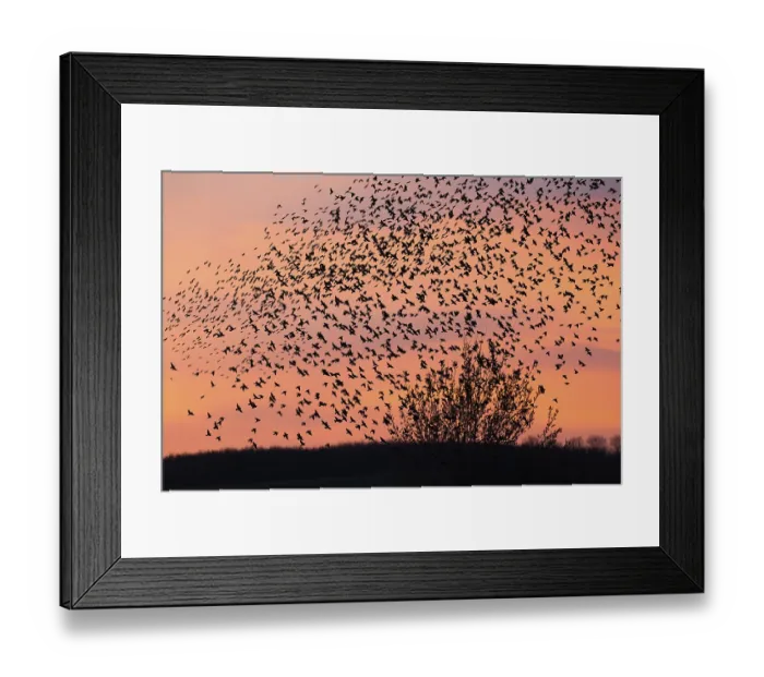 Framed Print : Common starling (Sturnus vulgaris)