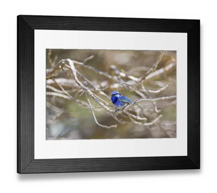 Framed Print : Male Splendid Fairy-wren (Malurus splendens) Framed Print : Male Splendid Fairy-wren (Malurus splendens)
