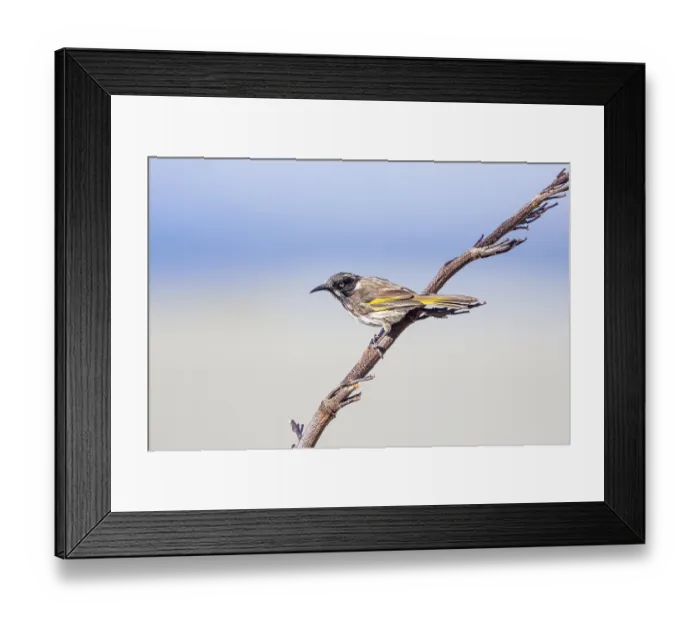 Framed Print : New Holland Honeyeater (Phylidonyris novaehollandiae)