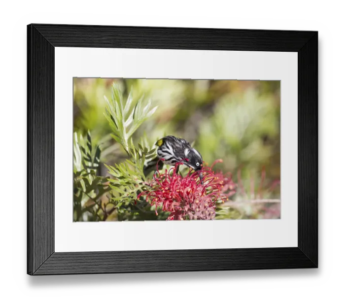 Framed Print : New Holland Honeyeater (Phylidonyris novaehollandiae)