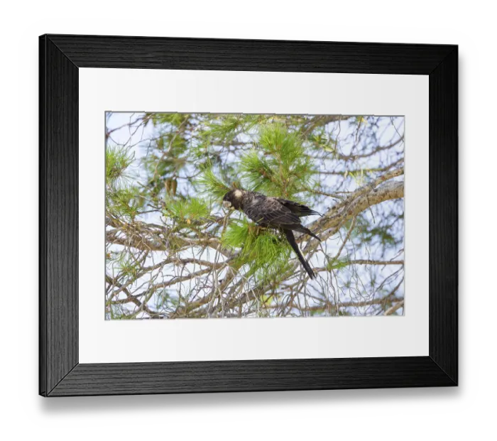 Framed Print : Carnaby's Black Cockatoo (Zanda latirostris) Framed Print : Carnaby's Black Cockatoo (Zanda latirostris)