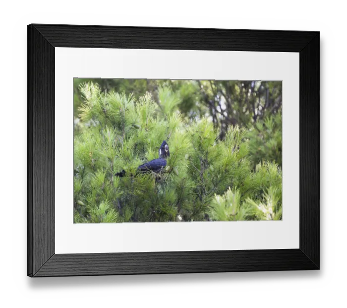 Framed Print : Carnaby's Black Cockatoo (Zanda latirostris) Framed Print : Carnaby's Black Cockatoo (Zanda latirostris)