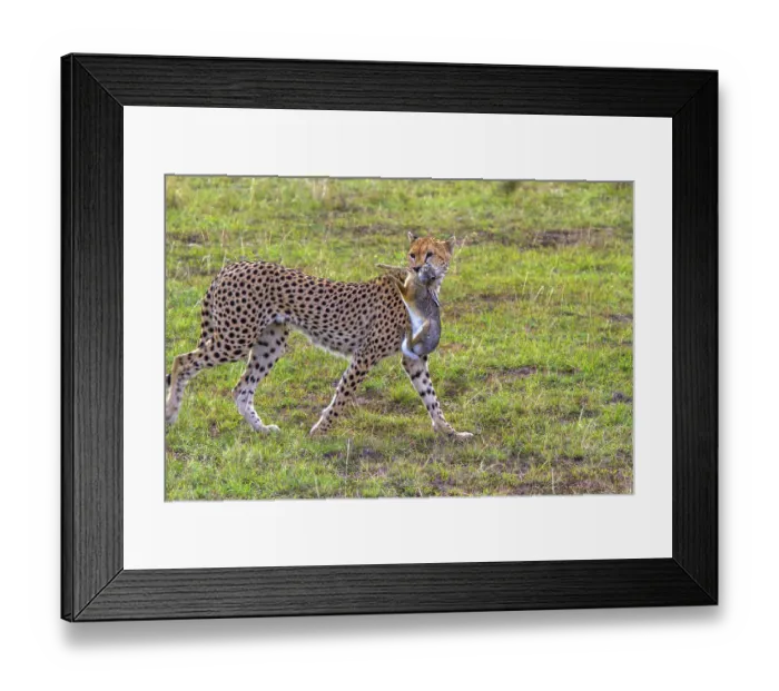 Framed Print : Cheetah (Acinonyx jubatus) with hunting prey