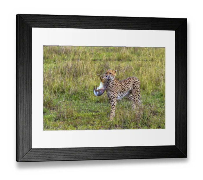 Framed Print : Cheetah (Acinonyx jubatus) with hunting prey Framed Print : Cheetah (Acinonyx jubatus) with hunting prey