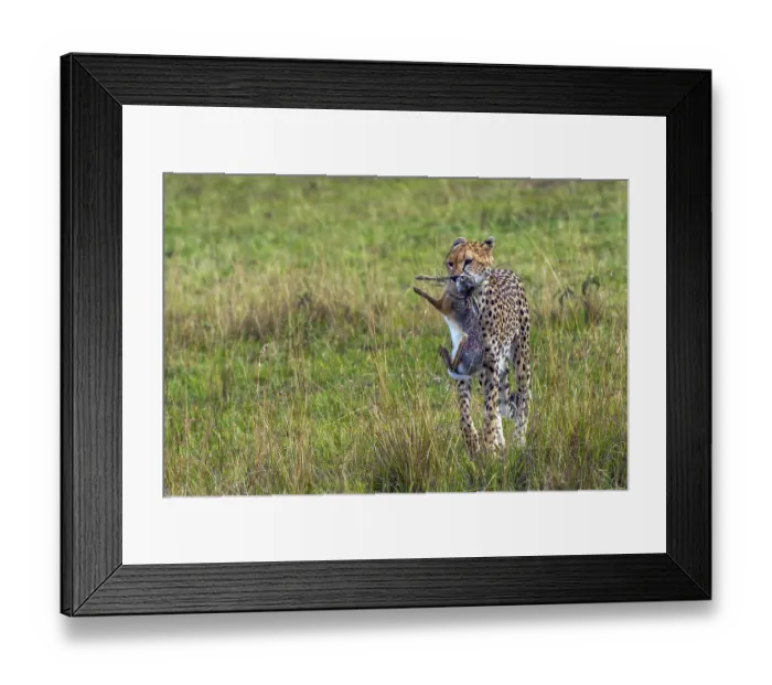 Framed Print : Cheetah (Acinonyx jubatus) with hunting prey Framed Print : Cheetah (Acinonyx jubatus) with hunting prey