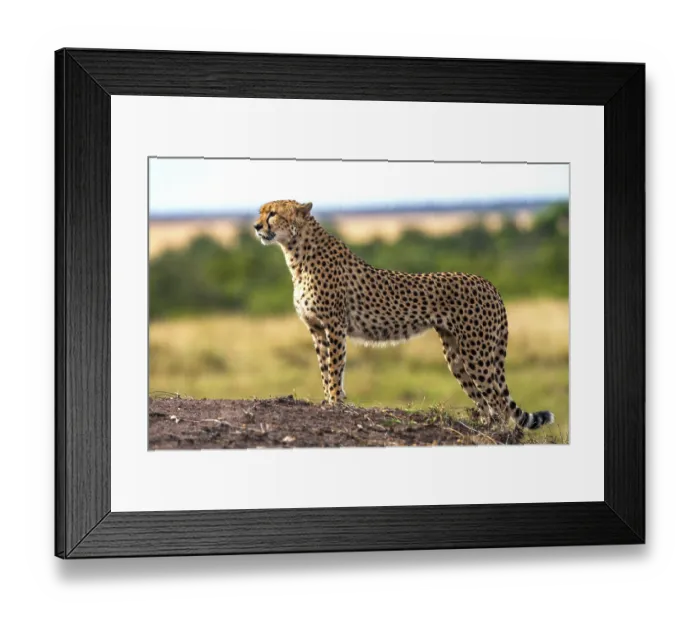 Framed Print : Cheetah (Acinonyx jubatus), Masai Mara National Park