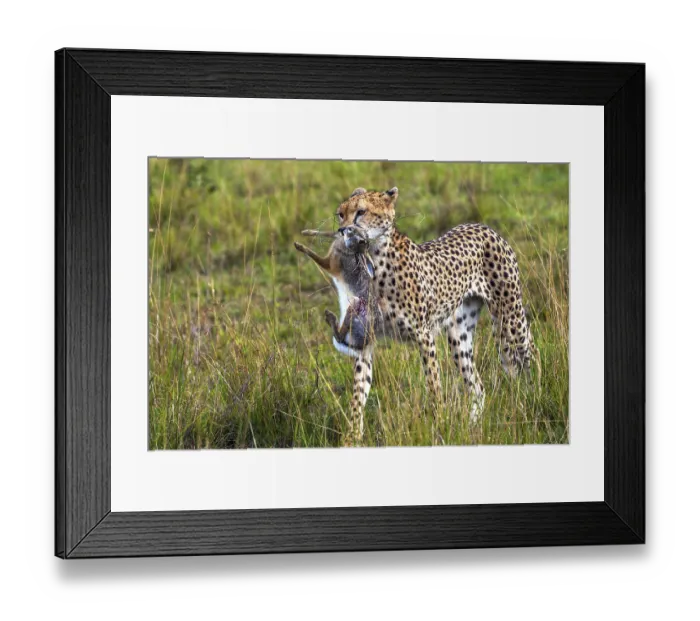 Framed Print : Cheetah (Acinonyx jubatus) with hunting prey Framed Print : Cheetah (Acinonyx jubatus) with hunting prey