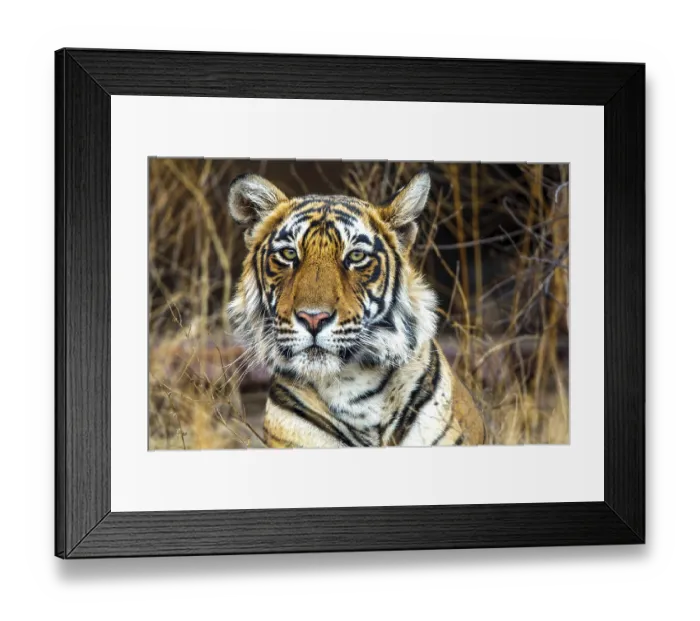 Framed Print : King tiger (Panthera tigris tigris)