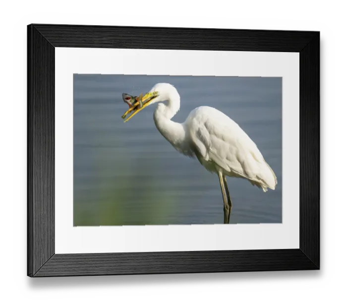 Framed Print : Great egret (Ardea alba) stands in the shallow water zone of a wetland with a fish in its beak