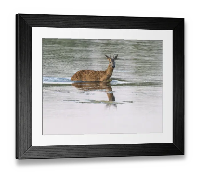 Framed Print : Deer (Capreolus capreolus), young roebuck running through the shallow water zone of a lake Framed Print : Deer (Capreolus capreolus), young roebuck running through the shallow water zone of a lake