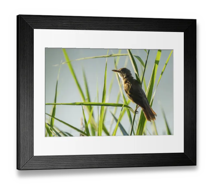 Framed Print : Thrush warbler (Acrocephalus arundinaceus) on a reed