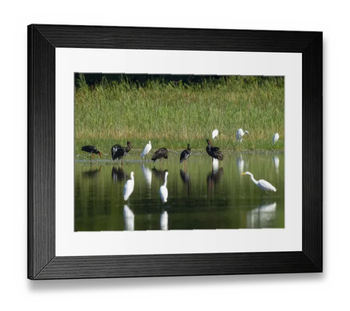 Framed Print : Black storks (Ciconia nigra) and great egret (Ardea alba) in the shallow water zone of a pond