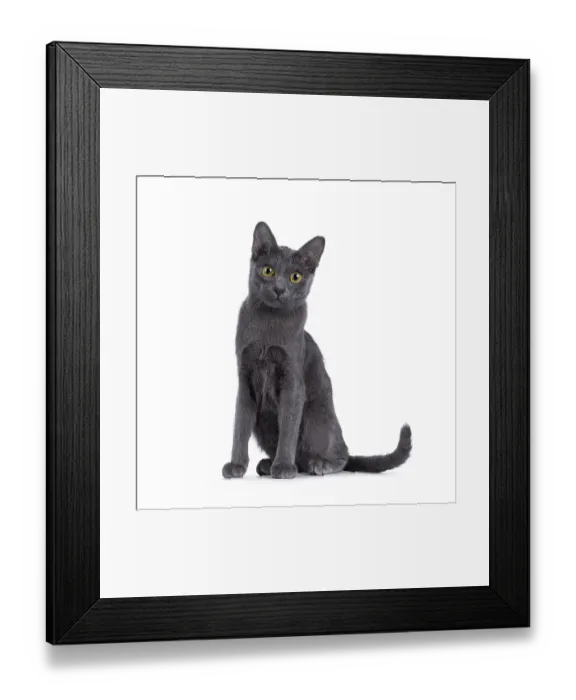 Framed Print : Cute Korat kitten, sitting up facing front Framed Print : Cute Korat kitten, sitting up facing front