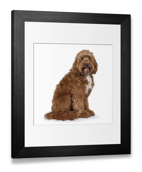 Framed Print : Happy young male Cobberdog aka Labradoodle Framed Print : Happy young male Cobberdog aka Labradoodle