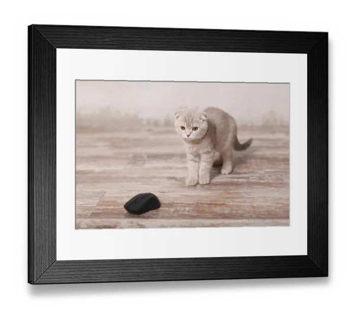 Framed Print : Scottish fold pussy cat on beige background